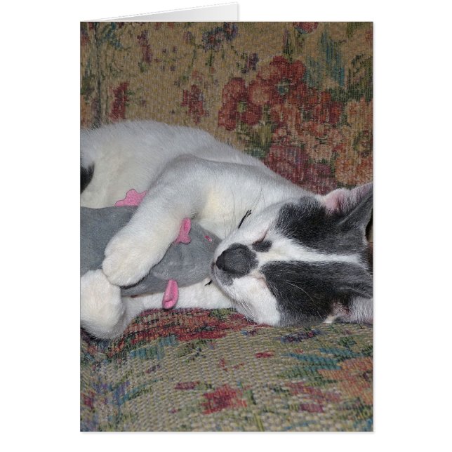 眠っている子猫 (正面)