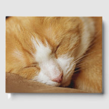 眠っている子猫