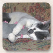 眠っている子猫 コースター (正面)