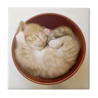 眠っている子猫 タイル