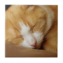 眠っている子猫