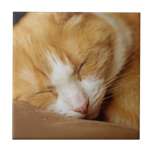 眠っている子猫 タイル (正面)