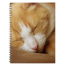 眠っている子猫