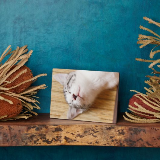 眠っている子猫 フォトプラーク (側面)