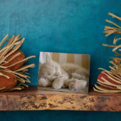 眠っている子猫 フォトプラーク (側面)