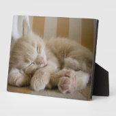 眠っている子猫 フォトプラーク (側面)