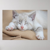 眠っている子猫 ポスター (正面)