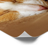 眠っている子猫 ポスター (角)