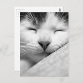 眠っている子猫 ポストカード (正面/裏面)