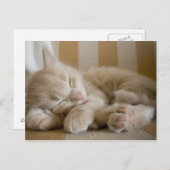 眠っている子猫 ポストカード (正面/裏面)