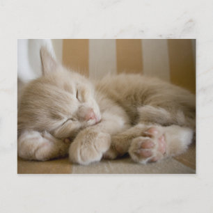 眠っている子猫 ポストカード