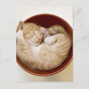 眠っている子猫 ポストカード