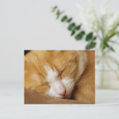 眠っている子猫 ポストカード (スタンド正面)