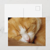 眠っている子猫 ポストカード (正面/裏面)