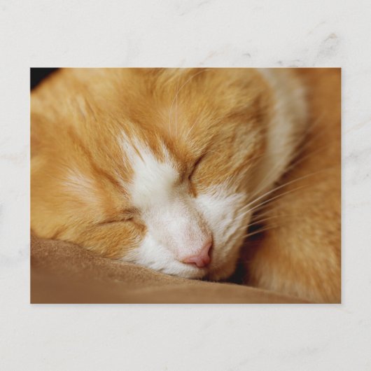 眠っている子猫 ポストカード (正面)