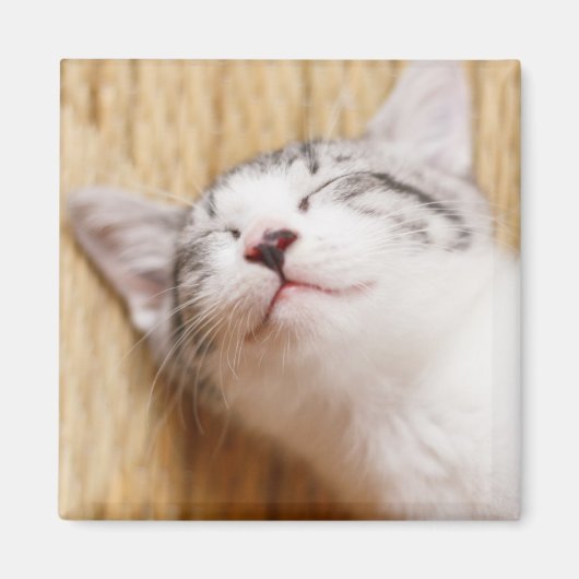 眠っている子猫 マグネット (正面)