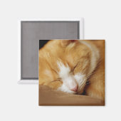 眠っている子猫 マグネット (正面/裏面)