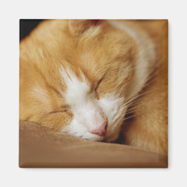 眠っている子猫 マグネット