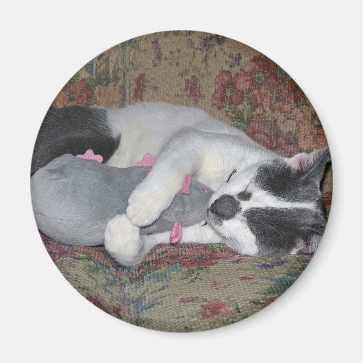 眠っている子猫 マグネット (正面)