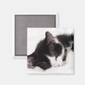 眠っている子猫 マグネット (正面/裏面)