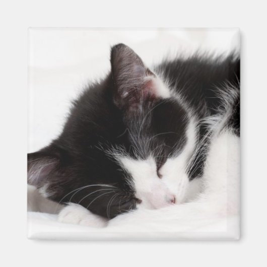 眠っている子猫 マグネット (正面)