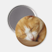 眠っている子猫 マグネット (正面/裏面)
