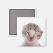 眠っている子猫 マグネット (正面/裏面)
