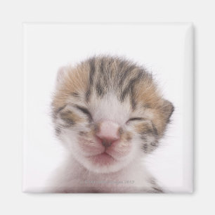 眠っている子猫 マグネット
