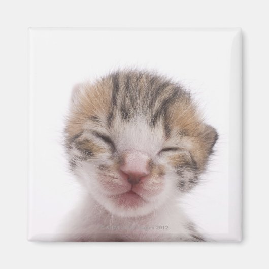 眠っている子猫 マグネット (正面)