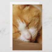 眠っている子猫 便箋 (正面/裏面)