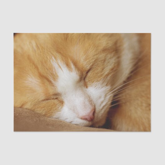 眠っている子猫 薄葉紙 (正面)