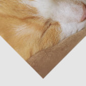 眠っている子猫 薄葉紙 (詳細)