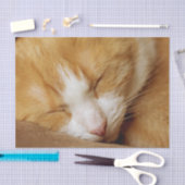 眠っている子猫 薄葉紙 (クラフト)