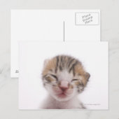 眠っている子猫、頭の近く ポストカード (正面/裏面)