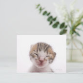 眠っている子猫、頭の近く ポストカード (スタンド正面)