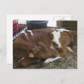 眠っている牛 ポストカード (正面/裏面)