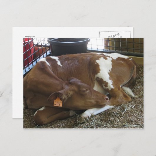 眠っている牛 ポストカード (正面/裏面)