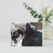 眠っている犬を見つめる黒猫 ポストカード (スタンド正面)