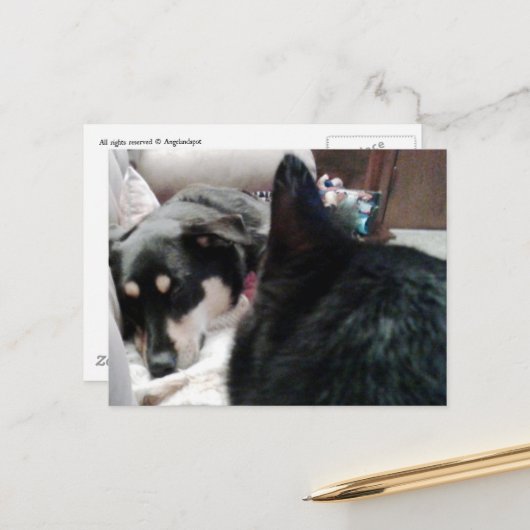 眠っている犬を見つめる黒猫 ポストカード (正面/裏面インサイチュ)