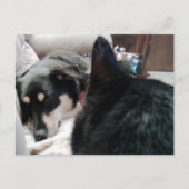 眠っている犬を見つめる黒猫 ポストカード (正面)