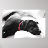 眠っている犬 ポスター (正面)
