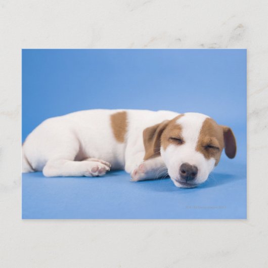 眠っている犬 ポストカード (正面)