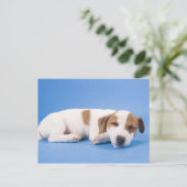 眠っている犬 ポストカード (スタンド正面)