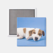 眠っている犬 マグネット (正面/裏面)