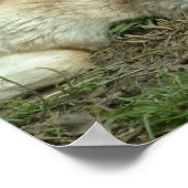 眠っている狼を嘘に変える ポスター (角)