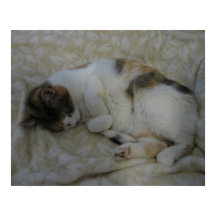 眠っている猫