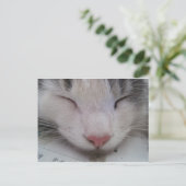 眠っている猫 ポストカード (スタンド正面)