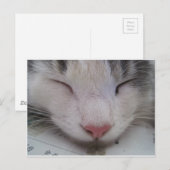 眠っている猫 ポストカード (正面/裏面)