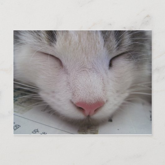 眠っている猫 ポストカード (正面)