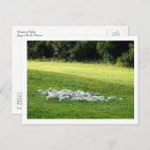 眠っている羊 ポストカード (正面/裏面)